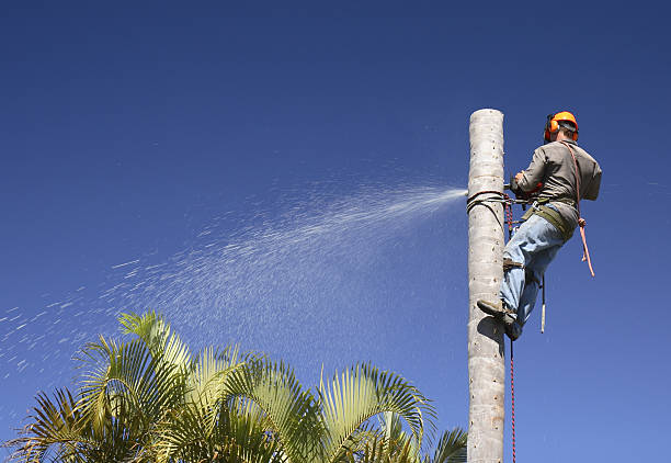 How Our Tree Care Process Works  in  Lauderdale Lakes, WI