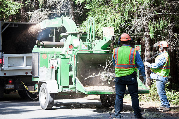 Lauderdale Lakes, WI Tree Care Company